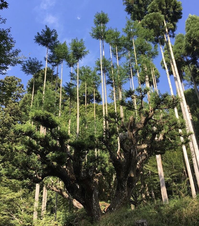 Японцы научились экологично вырубать деревья (без вреда)