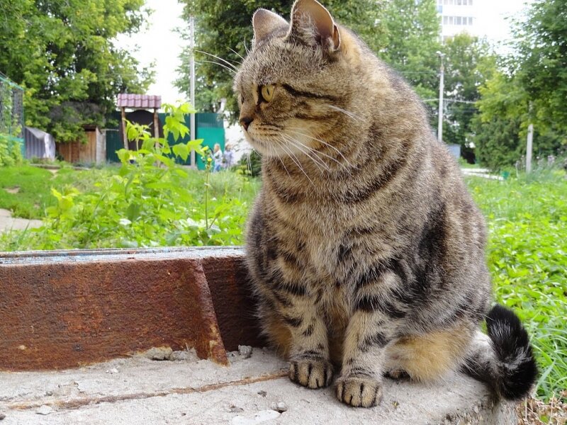 Настоящий казанский кот - истинный мышелов и задира