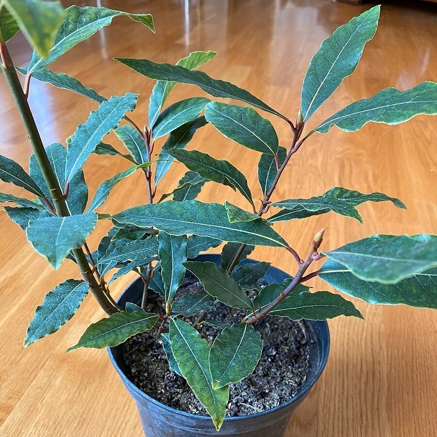 Instagram @ssvetlana70