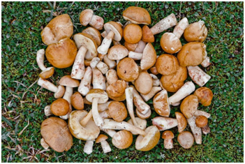 визуальная информация из открытого доступа