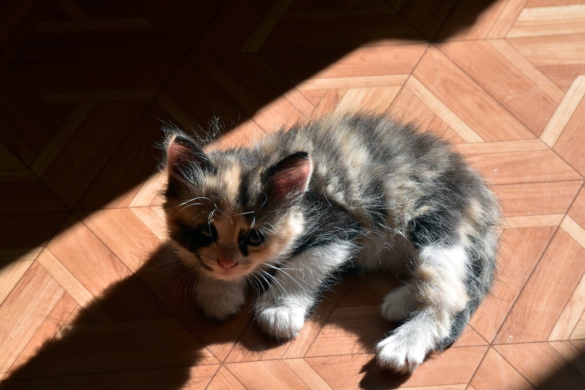 сестренка Тошки