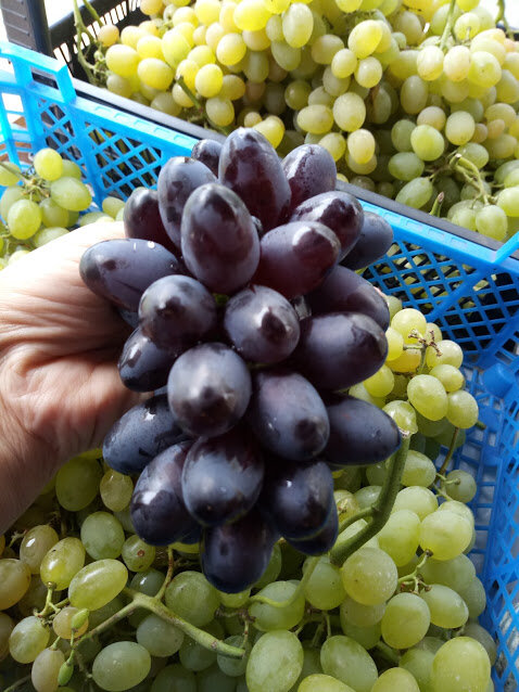 Солнечная ягода - наш виноград.