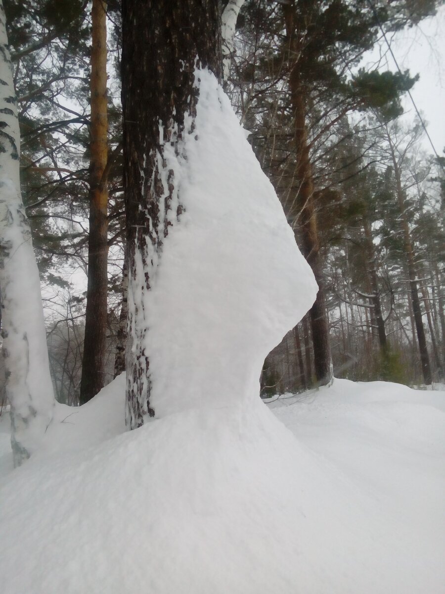 Нос леса.