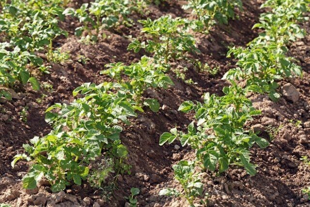 Не загущивайте посадки, всем кустикам должно хватать света и тепла
