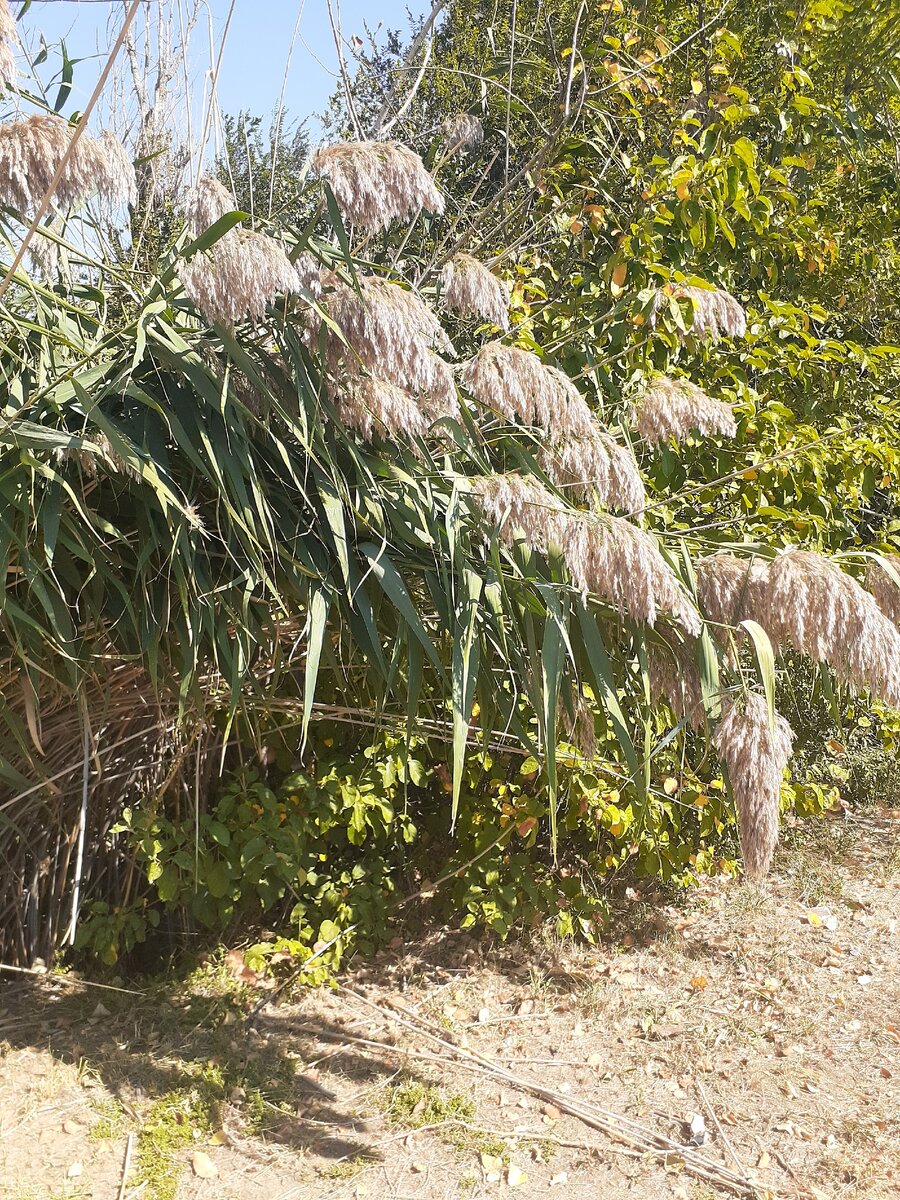 Слово "камыш" имеет разговорную форму - "рогоз". Чаще всего встречается камыш, имеющий трехгранные жесткие стебли с усаженными, линейными, сложенными листьями, напоминающими осоку. У него развесистые и зонтиковидные соцветия. В сырых местах средней полосы много самого обычного лесного камыша. Описание растения вы встретите дальше в статье.

