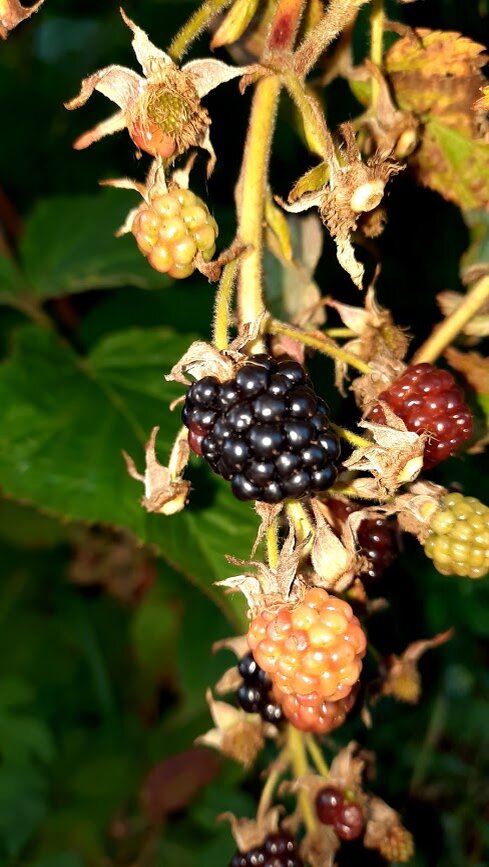 Немного не новогодняя, но что есть, то есть.