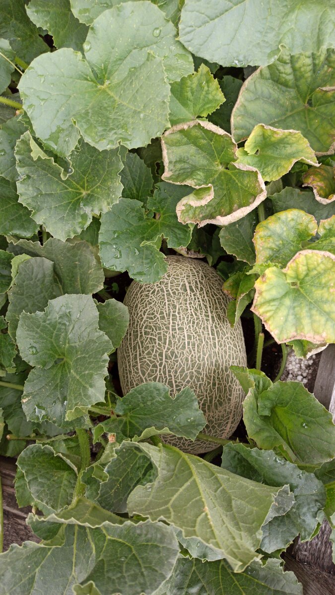 Добрый день, хочу рассказать о своём опыте выращивания дынь , в конце апреля выкладываем семяна на пропитанную водой марлю, ткань, через двое суток высаживаем в торфяные горшки , в течение недели должны быть всходы.