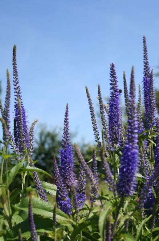 Вероника широколистная