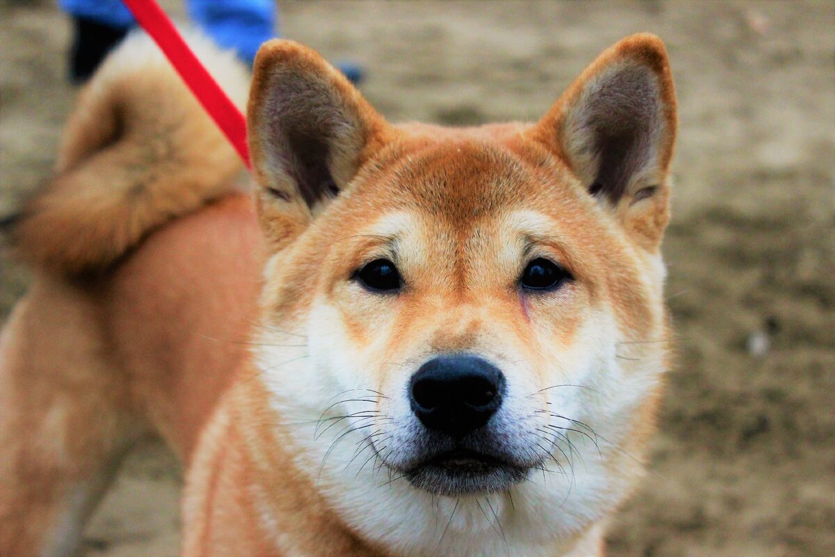 А это взрослый сиба-ину Мичи