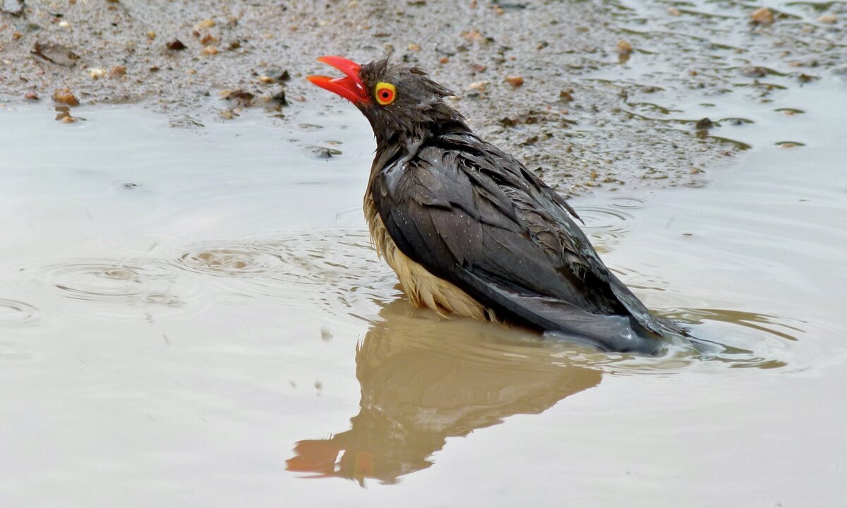 Красноклювый буйволовый скворец крякает в луже. Фото: Bernard Dupont.