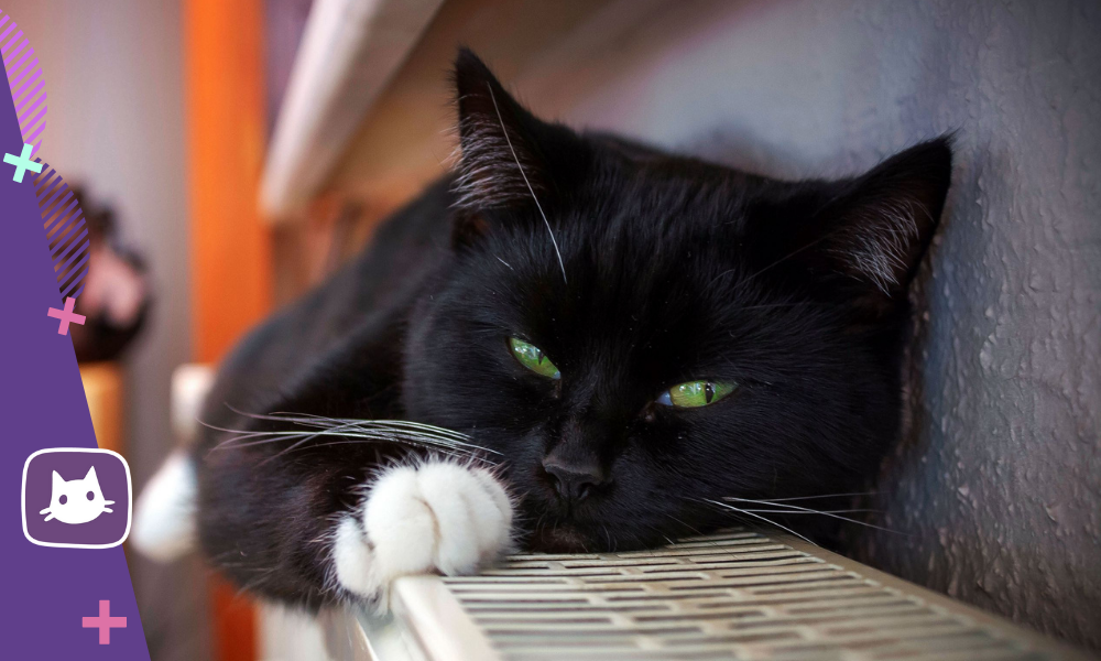 Распознавание кошачьих меток