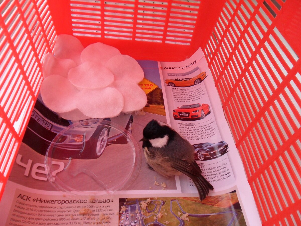 Вот это чудо в перьях в прямом смысле слова🐦 если кто разбирается - скажите кто это был? Синичка?