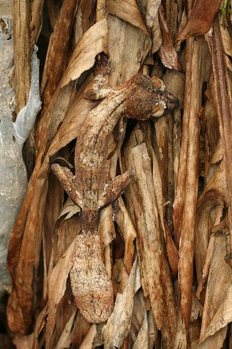 маскировка