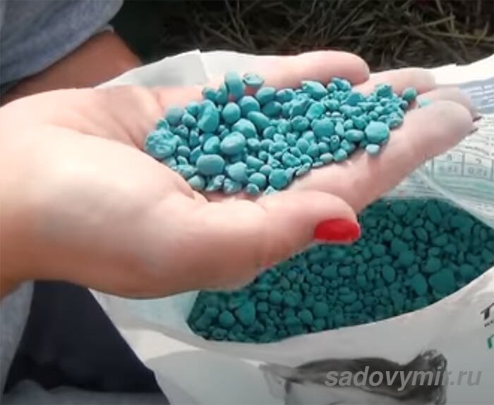 Во время завязи и рост плодов необходимо еще раз подкормить малину, и она порадует вас крупными и сочными плодами.