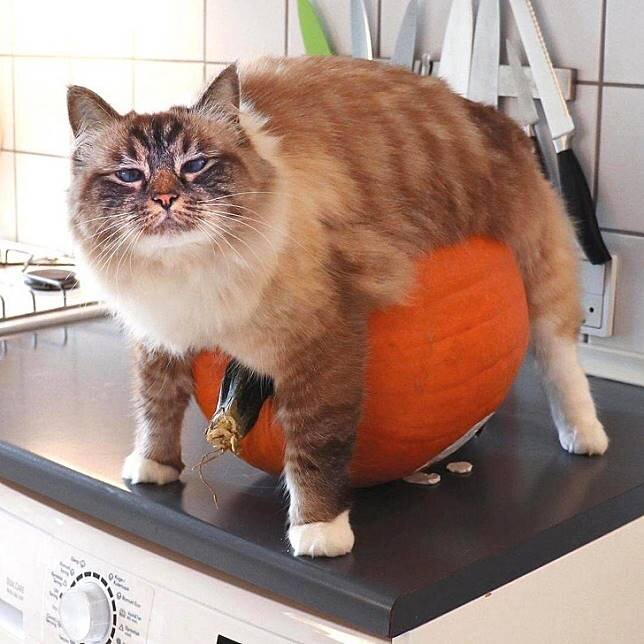 Изображение взято из открытого и  общедоступного источника https://mypetslife.ru/kotiki-kotorye-ne-sobiralis-fotografirovatsya-posmejtes-ot-dushi-koto-foto.html