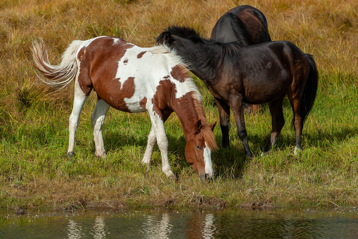 Лошадка с головой медведя на боку. 