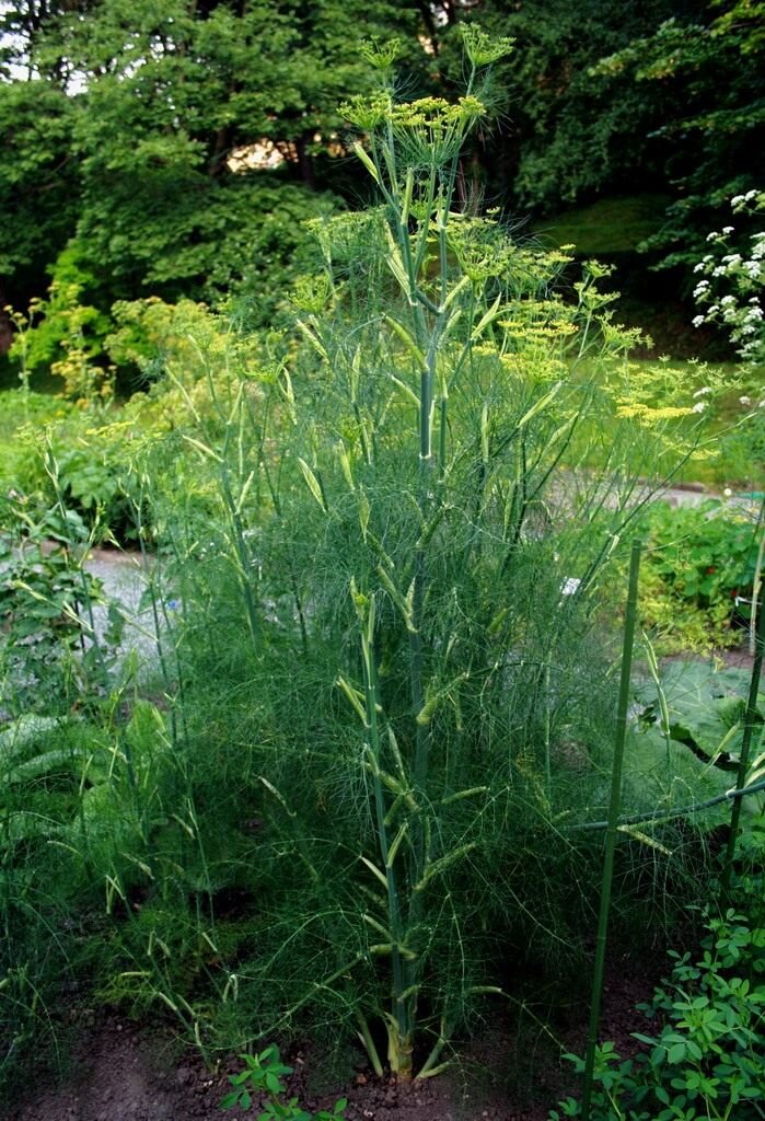 Фенхель обыкновенный. Изображение взято из Интернета.