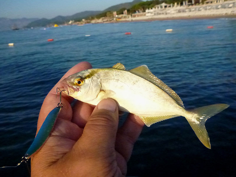 Alanya'da Telef Olmuş Binlerce Balık Sahile Vurdu - Haberler