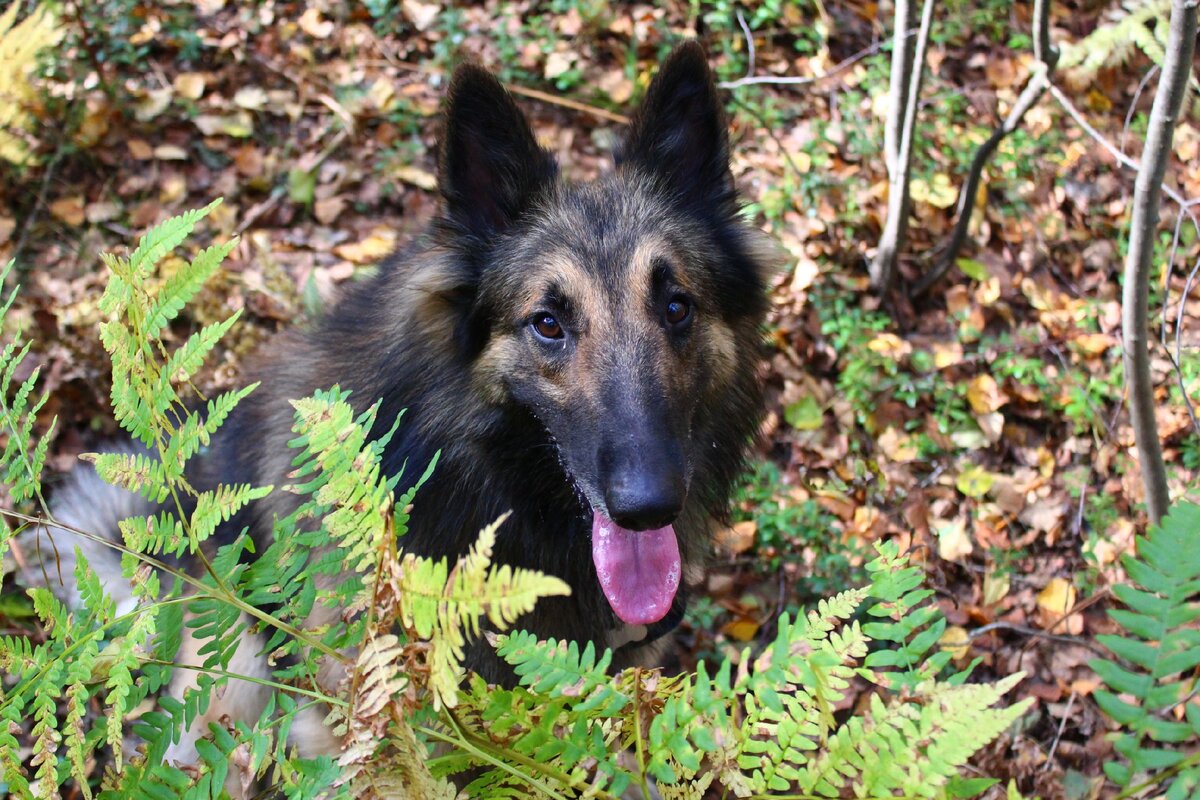 Дирк - фото из личного архива