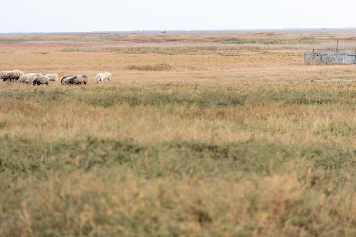 Ейское Укрепление - уютное кубанское село на Азове - райское место для  проживания охотников и рыболовов | Южная жизнь | Дзен