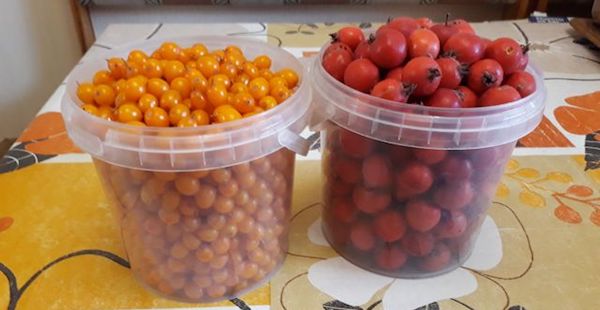 Что приготовить из боярышника на зиму: 5 рецептов простых, вкусных и полезных блюд4