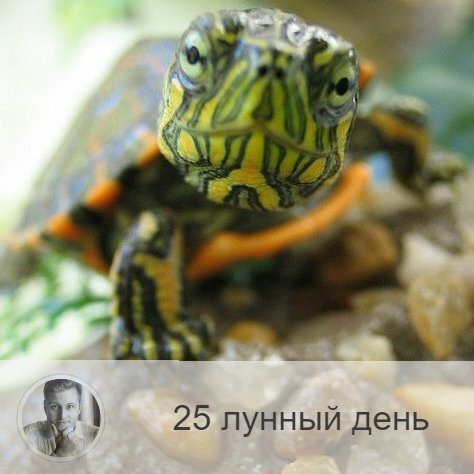 Подписывайтесь и ставьте 👍
25-ый лунный день с 23:49 11-ого по 01:15 13-ого. 🔆 Все становятся мудрецами и пророками.
🐢 Символ дня – черепаха, раковина.
🎂 Люди, рождённые в этот лунный день, очень мудры. Они неторопливы, сны их, как правило, вещи, они могут принимать информацию из сна.
💍 Камни - тигровый глаз, кошачий глаз.
🌞 День пассивности и спокойствия, старайтесь не спешить и никуда не торопиться. Энергия этих лунных суток не благоприятствует никакой активности — просто плывите по течению; не стоит начинать новых дел, но желательно завершить уже начатые. Очень полезно побыть в одиночестве и провести время в тишине, чтобы обдумать свою жизнь — это наполнит вас энергией и силами для будущих свершений.
✅ Рекомендуемые практики: очищение ума и тела, отслеживание своих внутренних состояний, ароматерапия.
В 25-й лунный день наш внутренний голос становится громче, поэтому надо очень внимательно прислушиваться к своим ощущениям, мыслям, необъяснимым порывам и любой информации.
💊 Сегодня полезно поголодать и провести очищающие процедуры для избавления организма от шлаков и токсинов.
❌Запрещено: спешка, негативные мысли.
В этот день нельзя спешить и суетиться. Не рекомендуется пить много жидкости, есть тяжелую пищу, принимать лекарства. Нельзя думать о плохом, давая волю негативном эмоциям.
⭕️Уязвимые органы: уши
В 25-й лунный день надо беречь уши, нельзя их прокалывать, ведь с этим днём связаны мочки ушей и козелок, которые являются энергетическими центрами.
⚠️ Знак:
Неправильное использование энергии дня выражается в болезнях ушей. Даже прыщик на ухе - тоже знак.
💤В сон сегодняшнего дня могут проникнуть негативные силы, поэтому если вам приснится кошмар, по пробуждению, скажите вслух три раза: «Куда ночь, туда и сон», а после включите кран с холодной водой и шёпотом расскажите воде свой сон. Для закрепления результата прочитайте любую известную вам молитву.

—————
🙏 Благодарю за выбор 👉 numeromagic.ru/uslugi