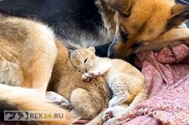 Фото: aif.ru