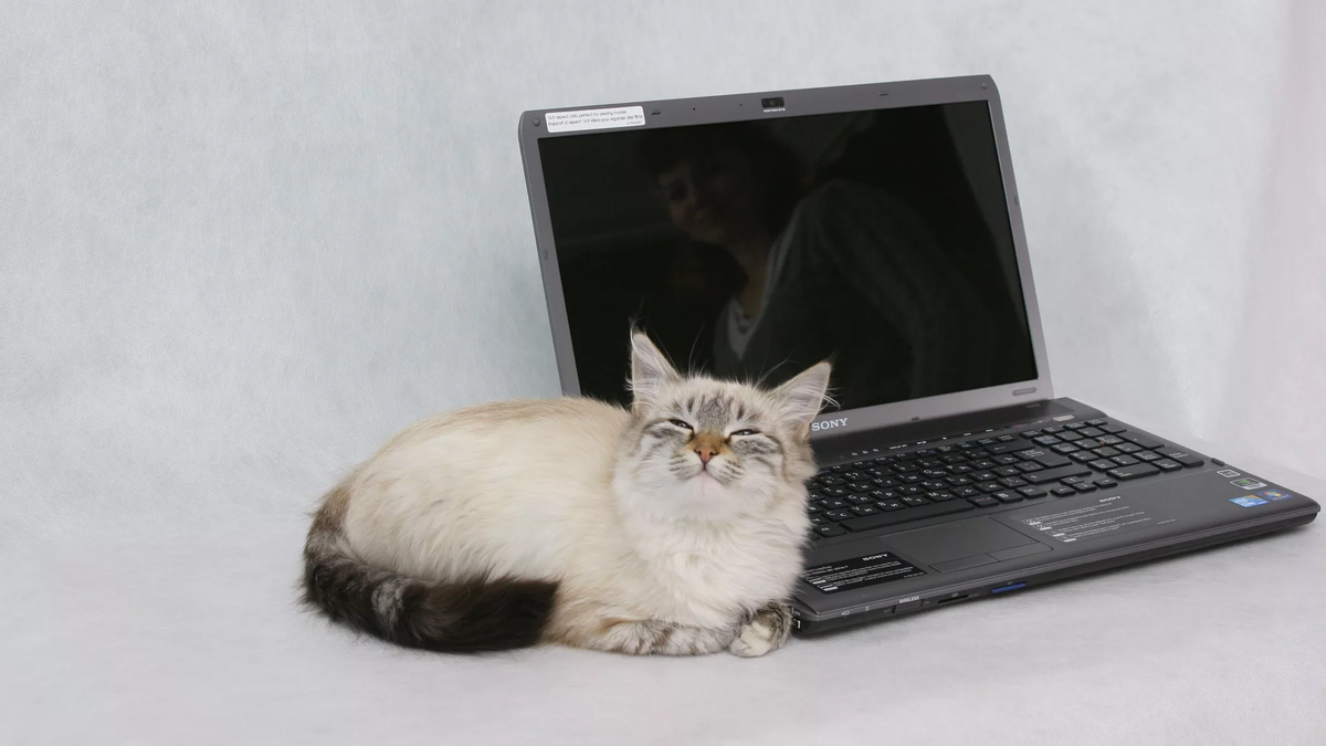 Ноутбук сатам. Котик с ноутбуком. Котенок на ноутбуке. Коты и компьютеры. Котик с компьютером.