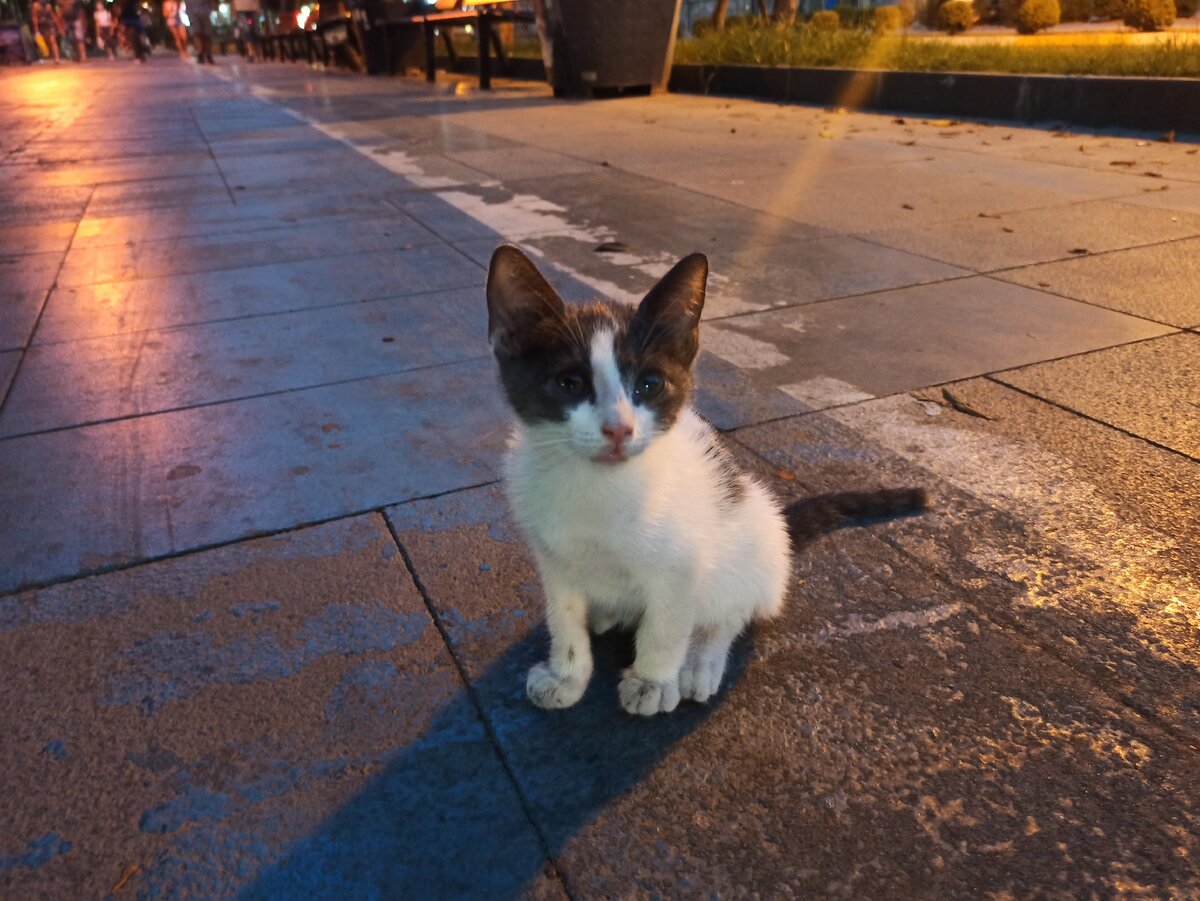 Котейка отдыхает посреди дороги. 