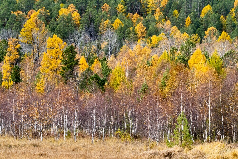 Как хорош лес в багряном уборе осени. Роняет лес багряный свой убор