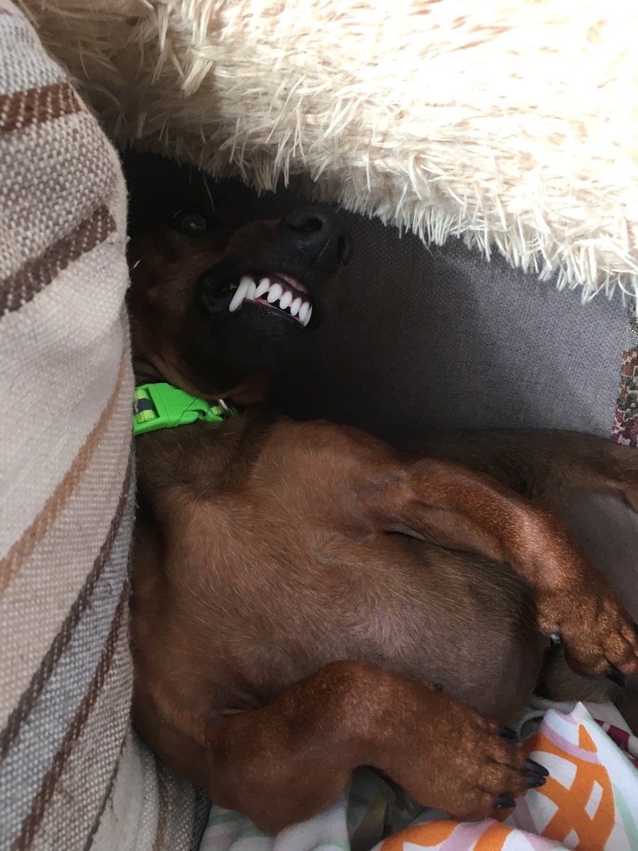 Вот так выглядят здоровые ухоженные зубы 