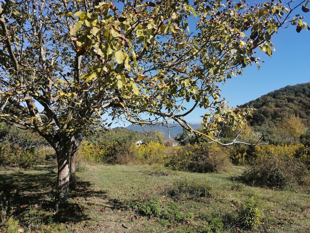 Грецкий орех (Лдзаа, Абхазия). Фото Светы Давыдовой