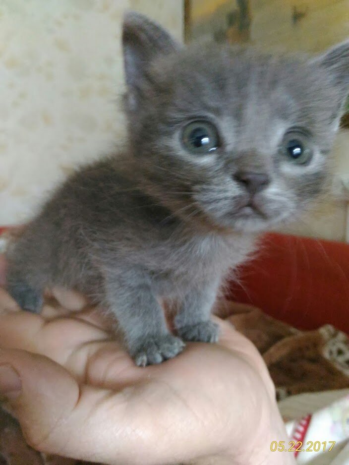 Котенок, оставшийся без мамы