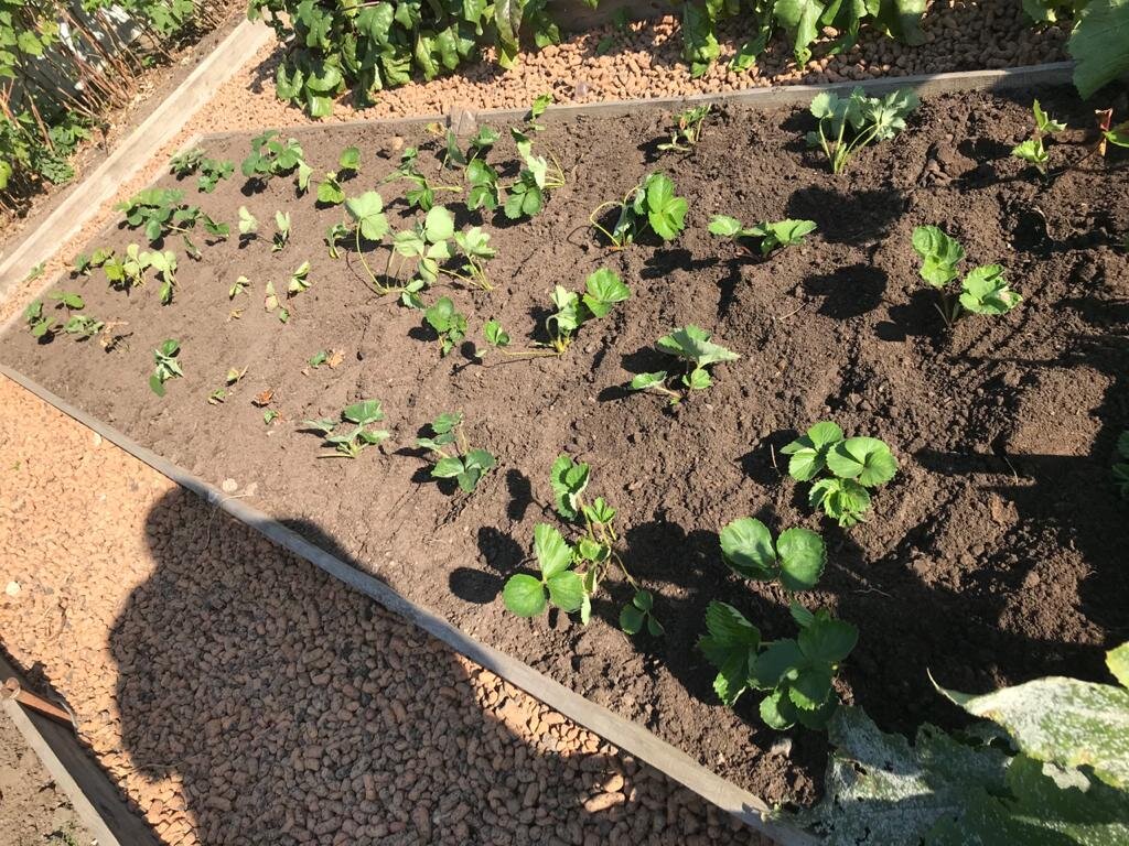 саженцы клубники перед транспортировкой