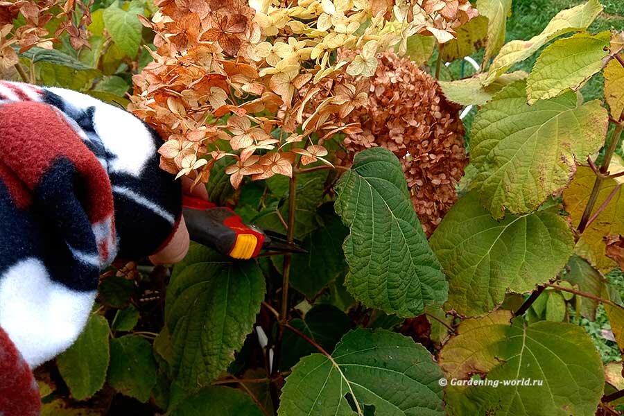 Обрезка гортензии древовидной осенью