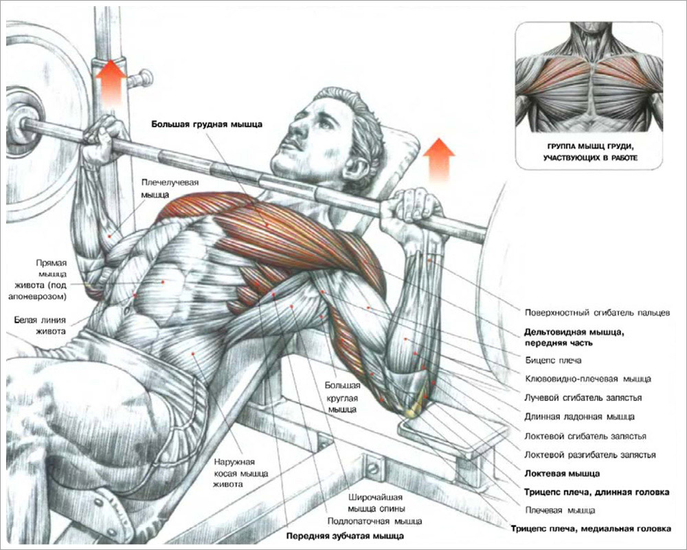 Десять лучших упражнений для построения мощных грудных мышц!