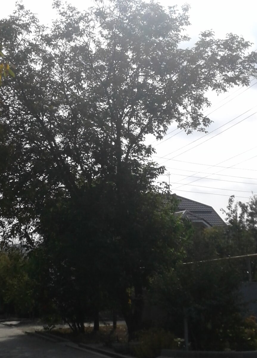 Именно под этим деревом я подобрала мелкие орехи