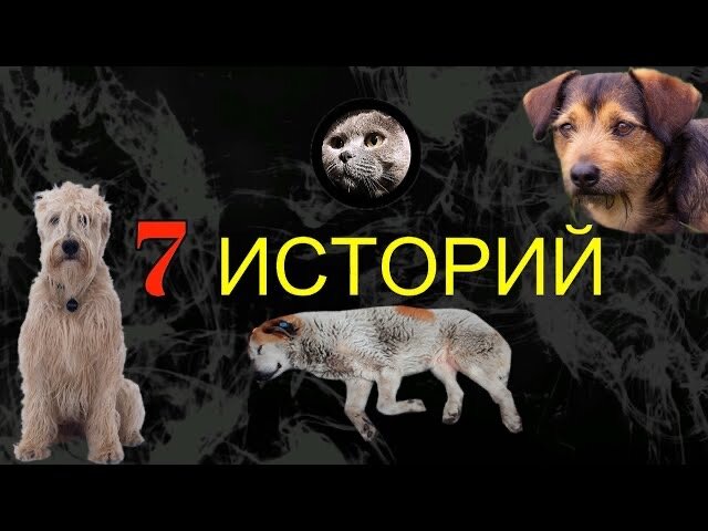 7 реальных историй из жизни реальных собак