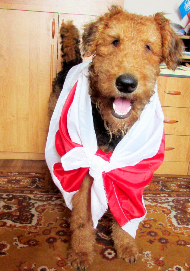 Эрдельтерьер Мифрил Аякс (Яша)