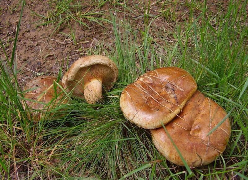Рецепты приготовления грибов Свинушек