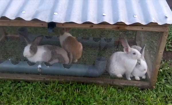 Кормушки для кроликов: чертежи, инструкции по изготовлению