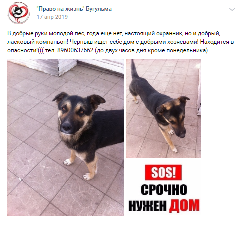 Один из самых первых постов о Черныше