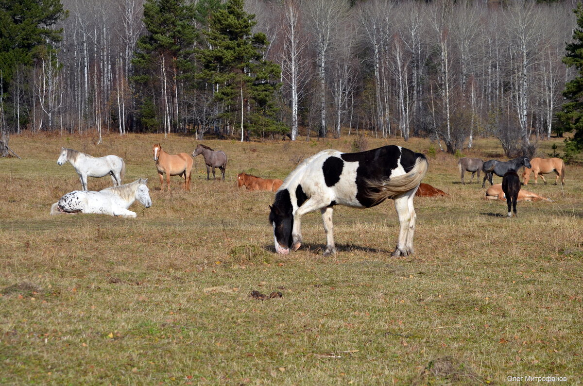 лошади на Яйлинской террасе