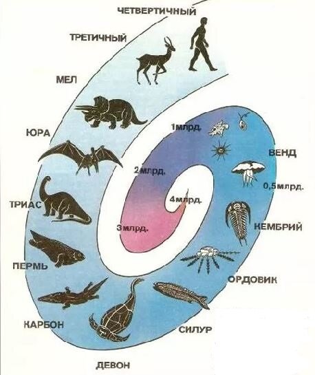 Эволюция: от простого к сложному. Картинки из свободного доступа.