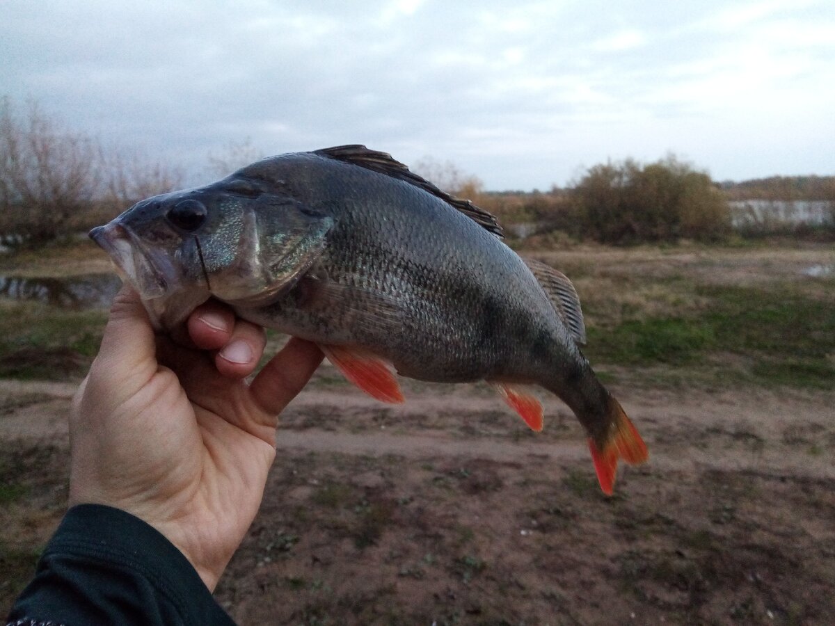 Окунь на Днепре