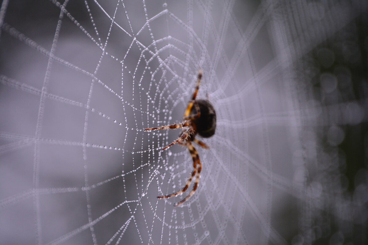 Spider within. Пауки фото. Пауки в Москве. Паук спускается на паутине. Паук на стене.