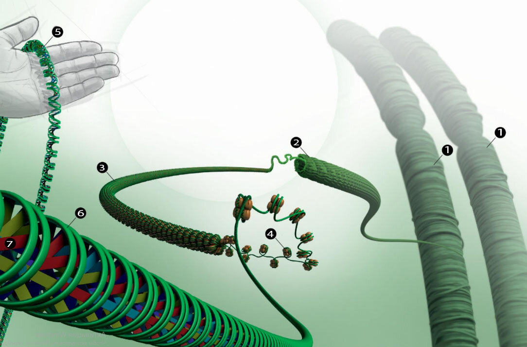 Инженерный шедевр упаковки. Это то же, что уложить тончайшую нить длиной в 40 км в теннисный мячик