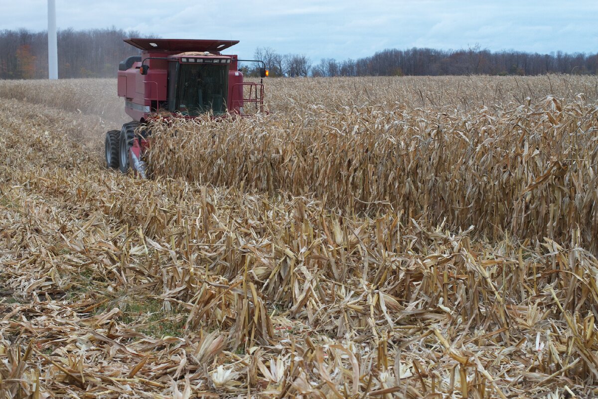 Источник: https://get.pxhere.com/photo/plant-field-wheat-prairie-food-harvest-crop-corn-agriculture-flowering-plant-grass-family-land-plant-350952.jpg