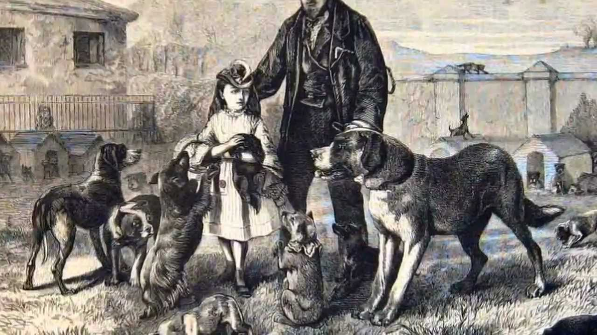 Первая выставка собаки. Долман собака. 1860 Выставка собак. 28-29 Июня 1859 Ньюкасл выставка собак. Первая выставка собак.