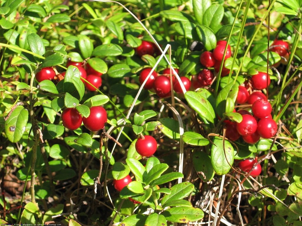 Источник: http://grandkid.ru/wp-content/uploads/Brusnika-sozrela.jpg